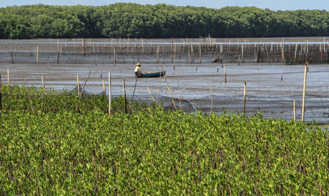 Luft Melindungi 400.000 Hektar Hutan Bakau Untuk Mengurangi Emisi.